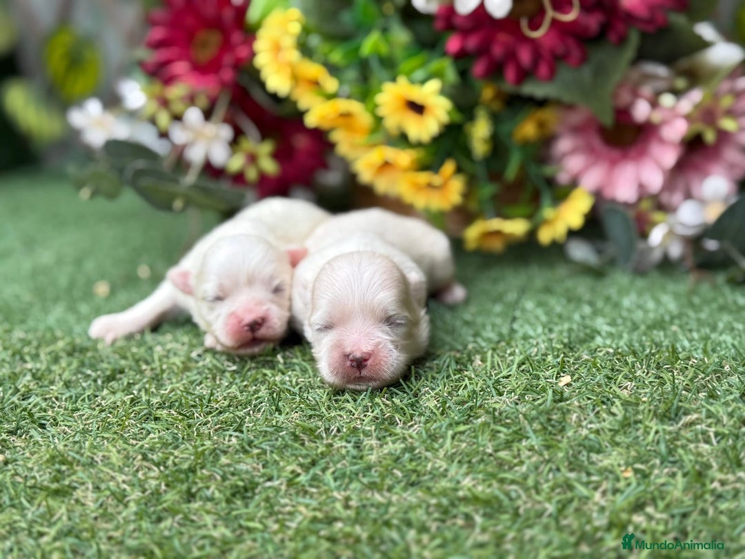Bichón Maltés perros en venta: Bichón maltés mini toy  - Imagen 2