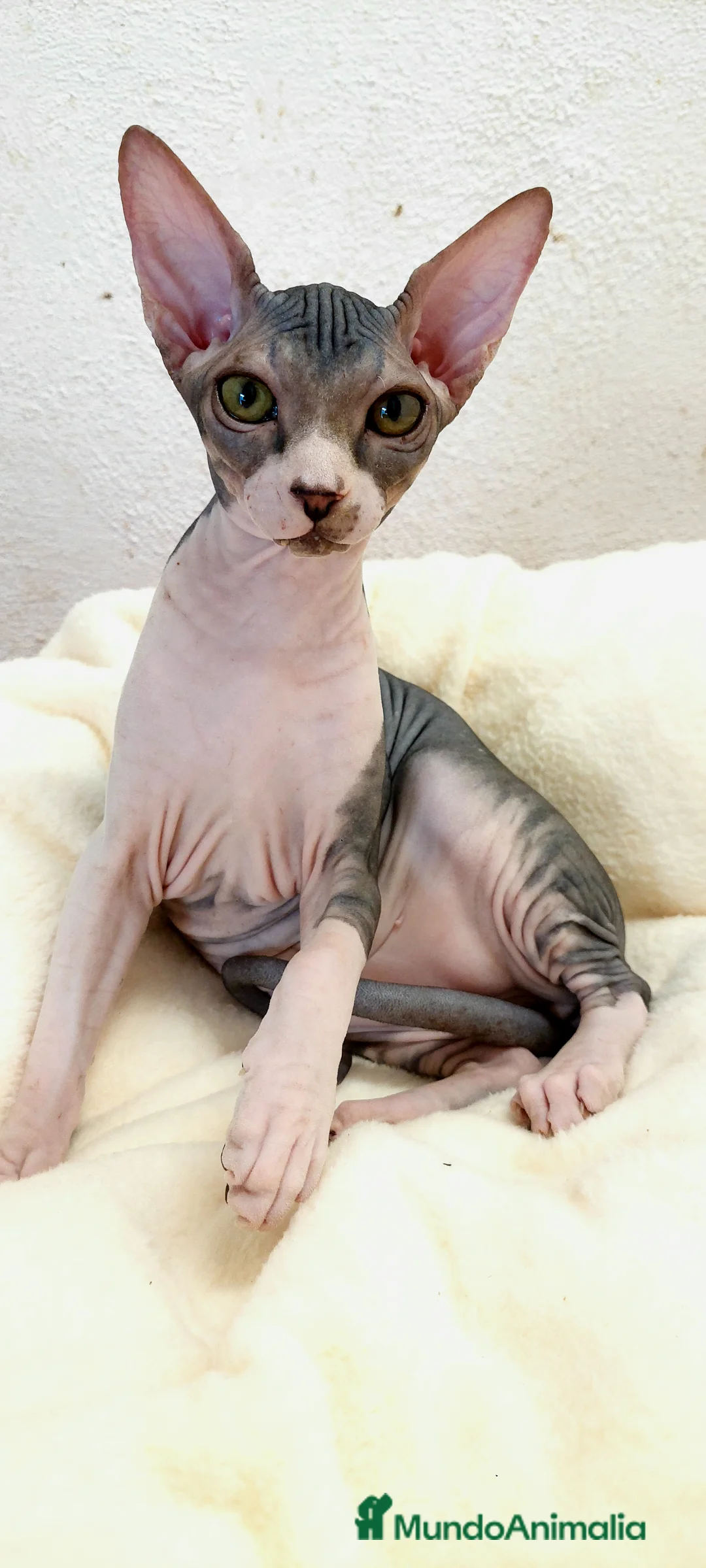 Sphynx gatos en venta: Precioso machito bicolor tabby  - Anuncio 12