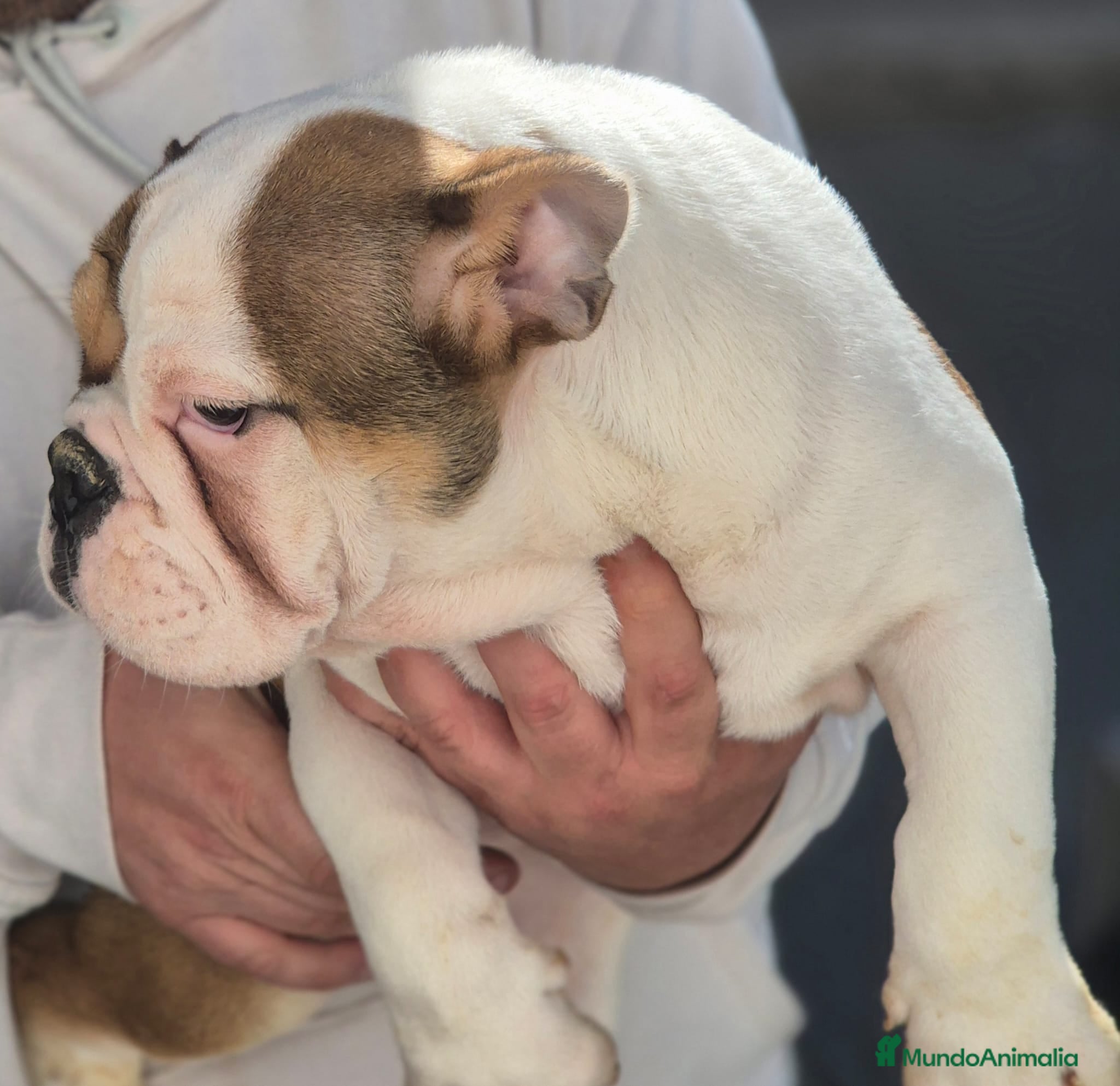 Bulldog Inglés perros Bulldog ingles  - Anuncio 1