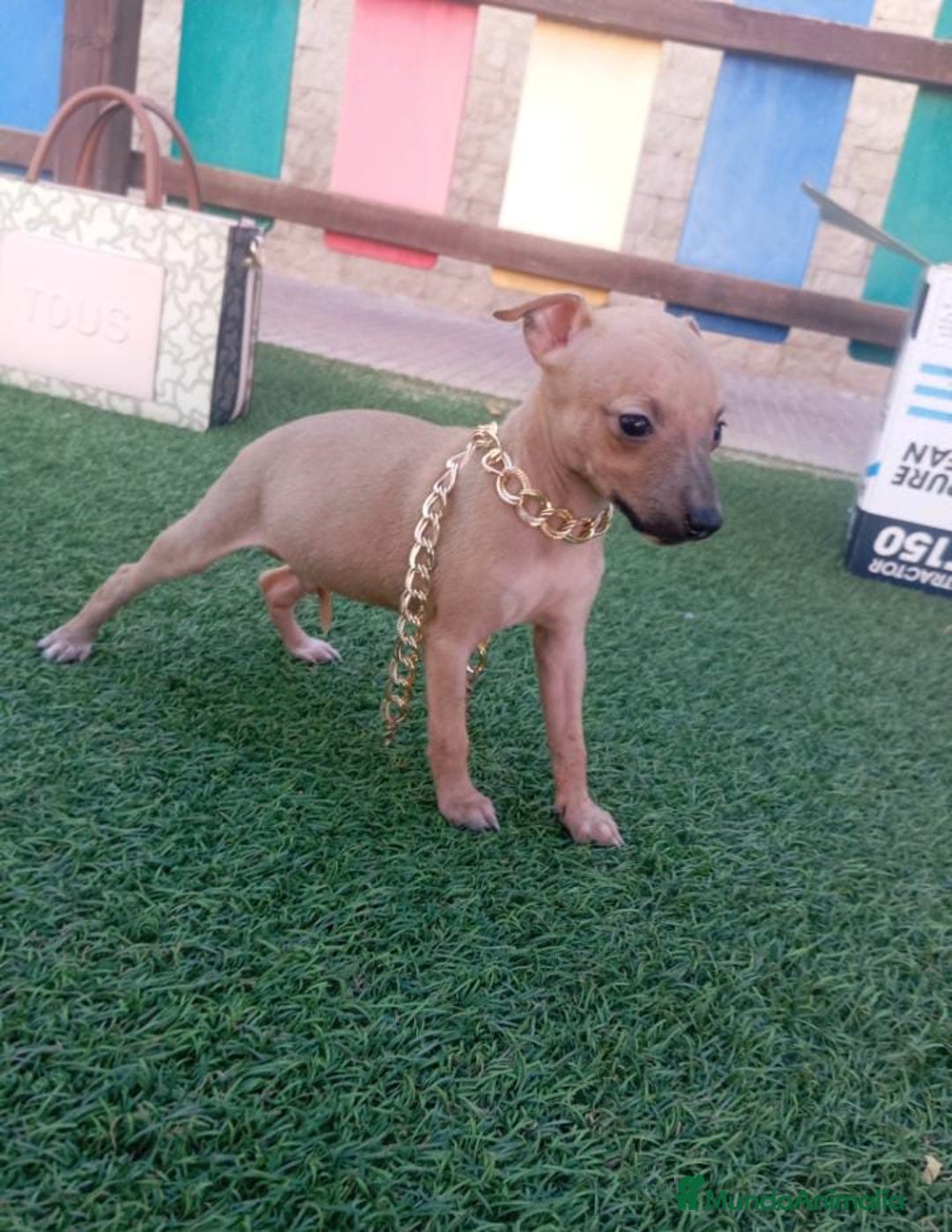 Whippet perros en venta: PICCOLOS ITALIANOS - Imagen 2