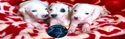Dálmata perros en venta: Dálmatas  - Anuncio 1