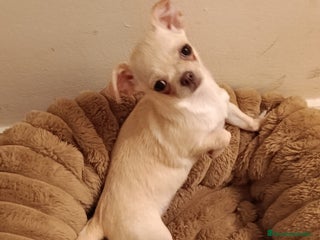 Chihuahua perros Chihuahua toy en Valencia - Anuncio 1