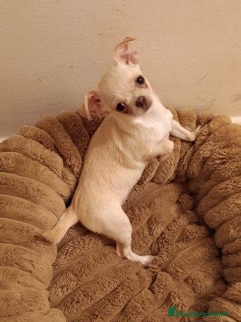 Chihuahua perros Chihuahua toy en Valencia - Anuncio 1