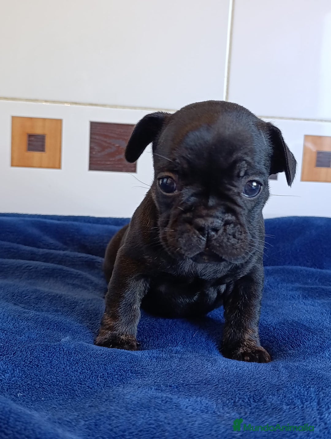 Bulldog Francés perros en venta: Bulldog Francés Hembras - Anuncio 3