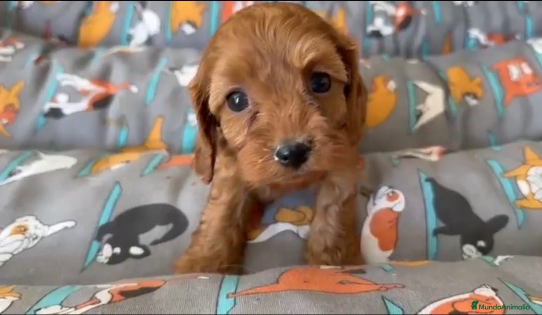 Cavapoo perros Cavapoo machito - Anuncio 1