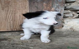 Border Collie perros en venta: Cachorros border collie! Ojos azules! - Imagen 6