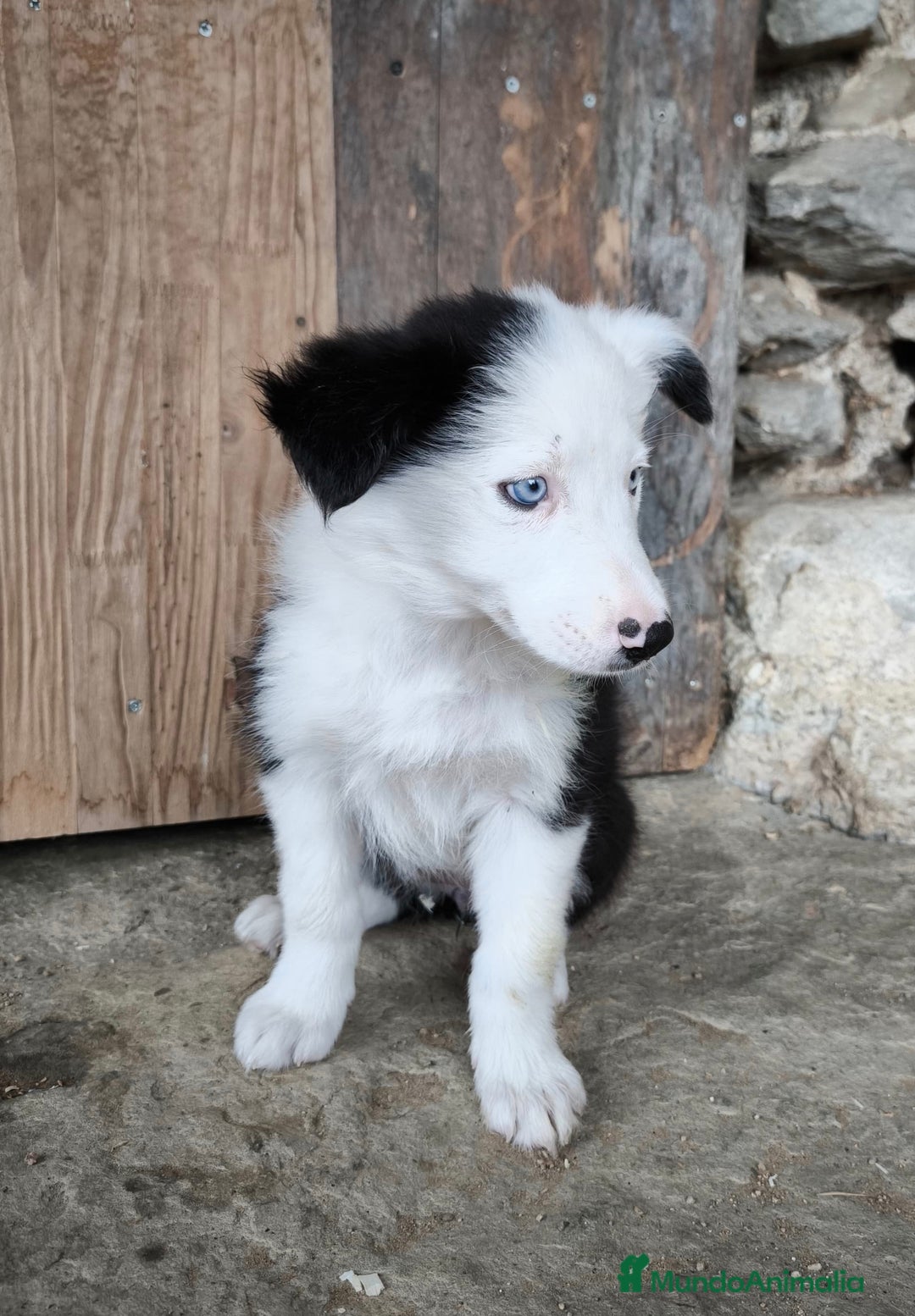 Border Collie perros en venta: Cachorros border collie! Ojos azules! - Imagen 6