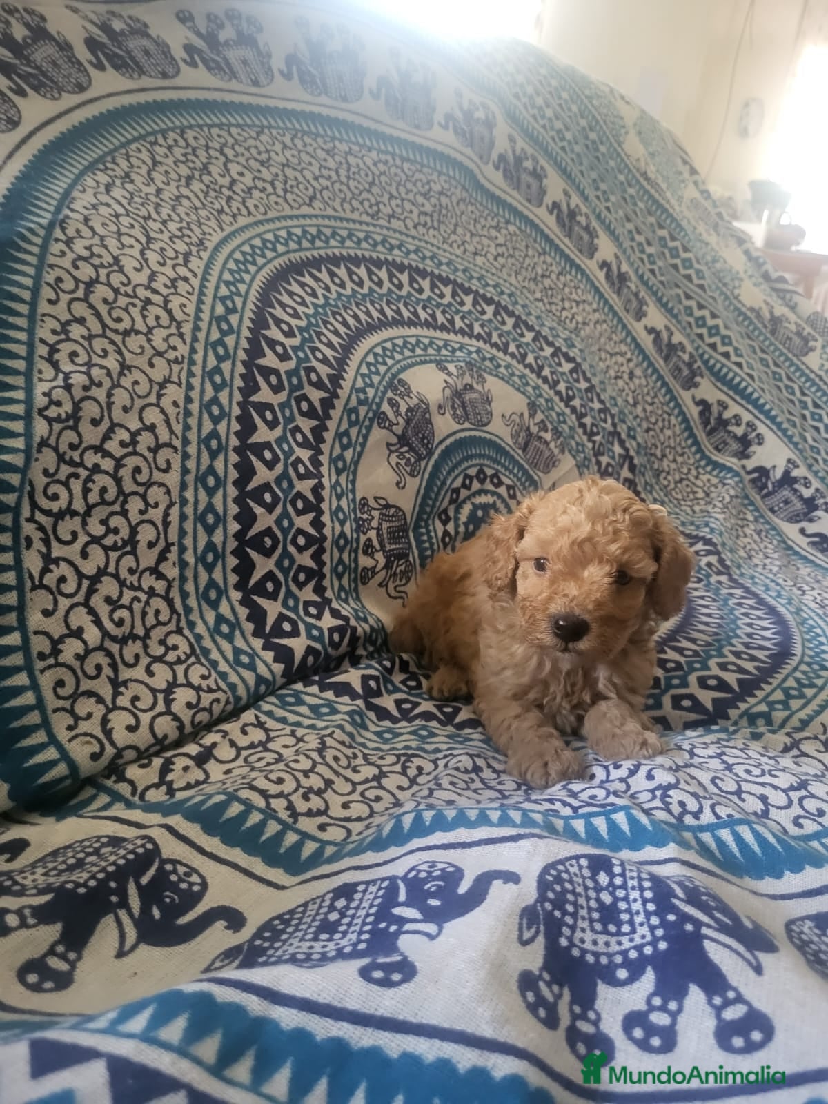 Caniche Enano perros Caniches en Barcelona - Anuncio 2