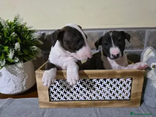 Bull Terrier perros Camada se Bull Terrier precioso - Anuncio 29