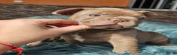 Bulldog Francés perros en venta: Bulldog francés exoticos  - Anuncio 6