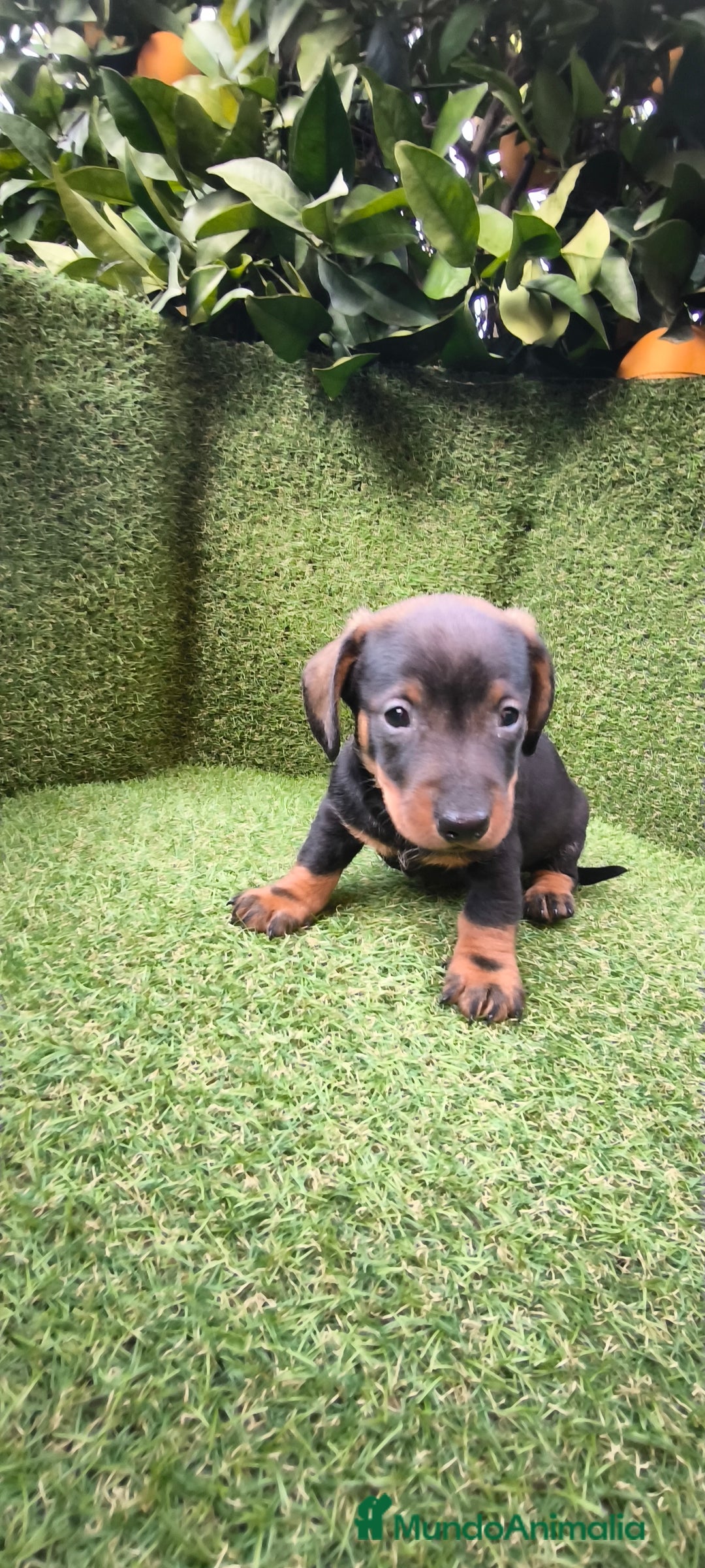 Teckel Miniatura perros en venta: camada de teckel miniatura  - Anuncio 4