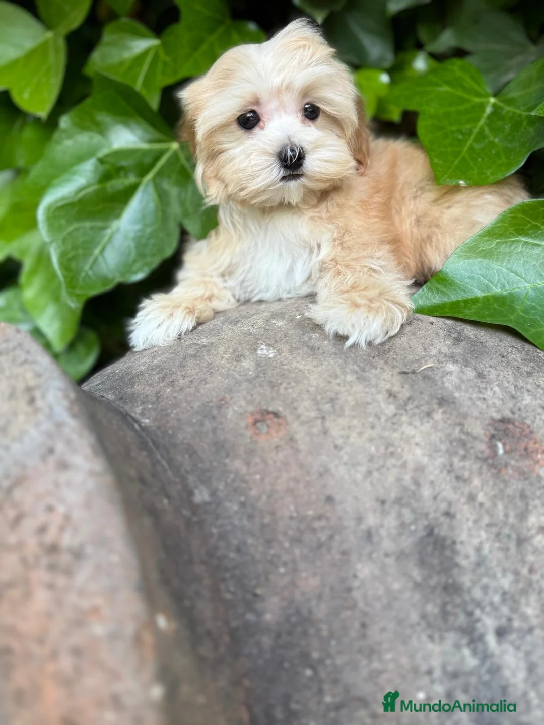Maltipoo perros en venta: Maltipoo una maravillosa raza !!! - Anuncio 2
