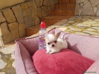 Chihuahua perros en Barcelona - Anuncio 35