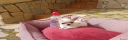 Chihuahua perros en venta: Chihuahua toy en Barcelona - Anuncio 1