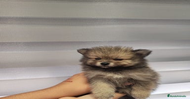 Pomerania perros - Propaganda 5