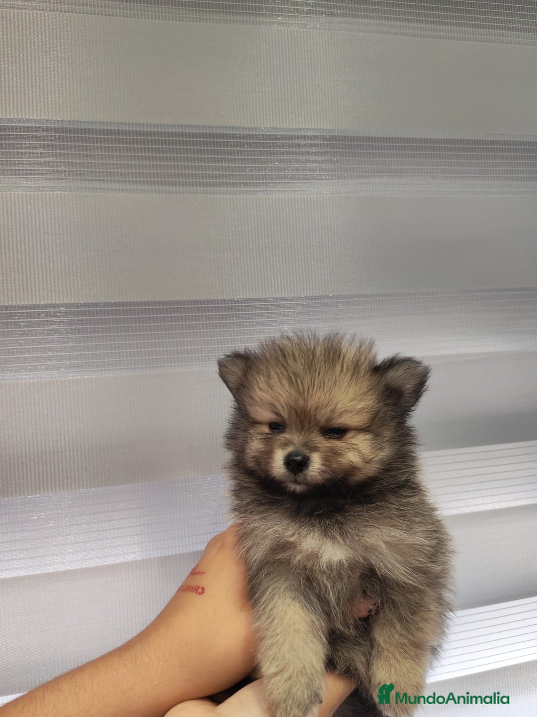 Pomerania perros en venta: Pomerania toy 💥💥2 machos 💥💥 - Imagen 3
