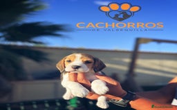 Beagle perros en venta: Beagle - Imagen 1