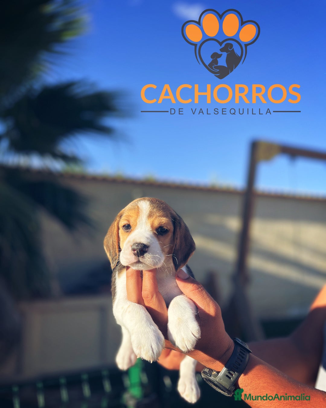 Beagle perros en venta: Beagle - Imagen 1