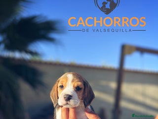 Beagle perros - Anuncio 4