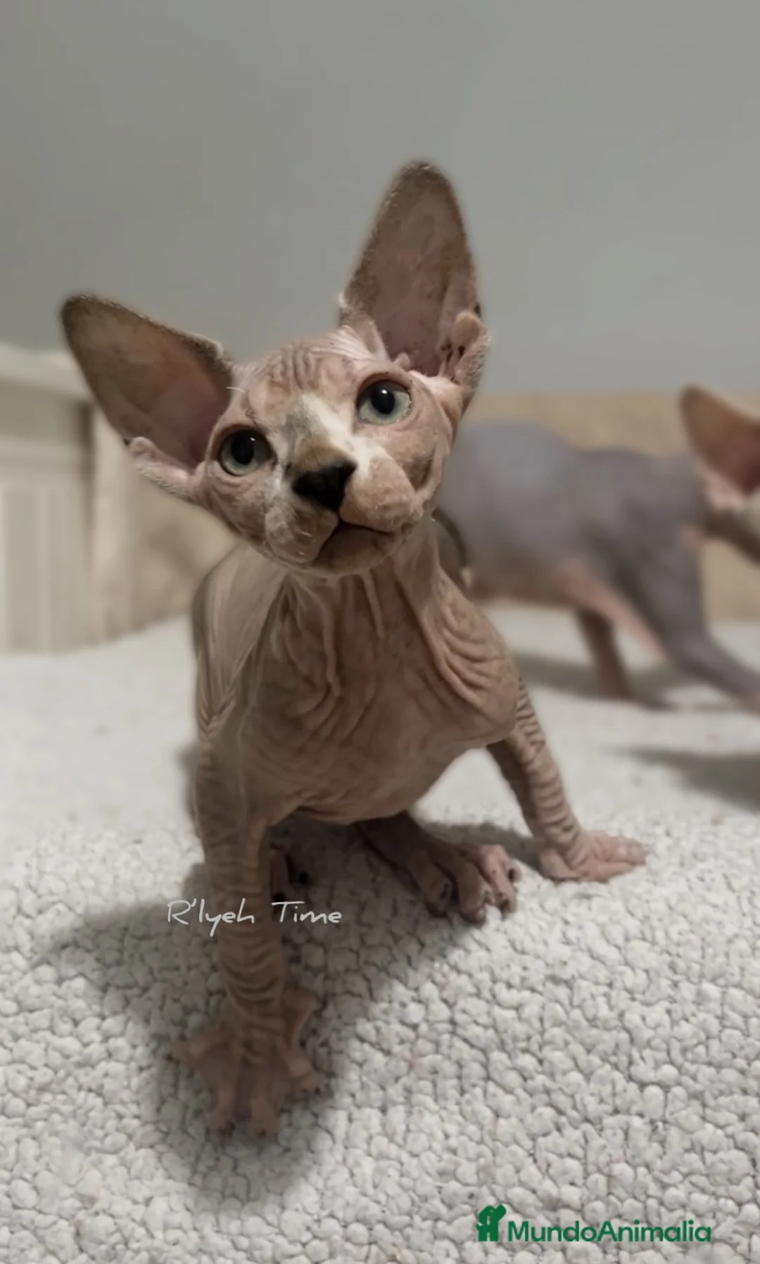 Sphynx gatos en venta: Sphynx - Anuncio 1