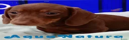 Teckel perros en venta: Teckel Hembra de Kily y Tilo 7009 - AQUANATURA en Barcelona - Anuncio 1