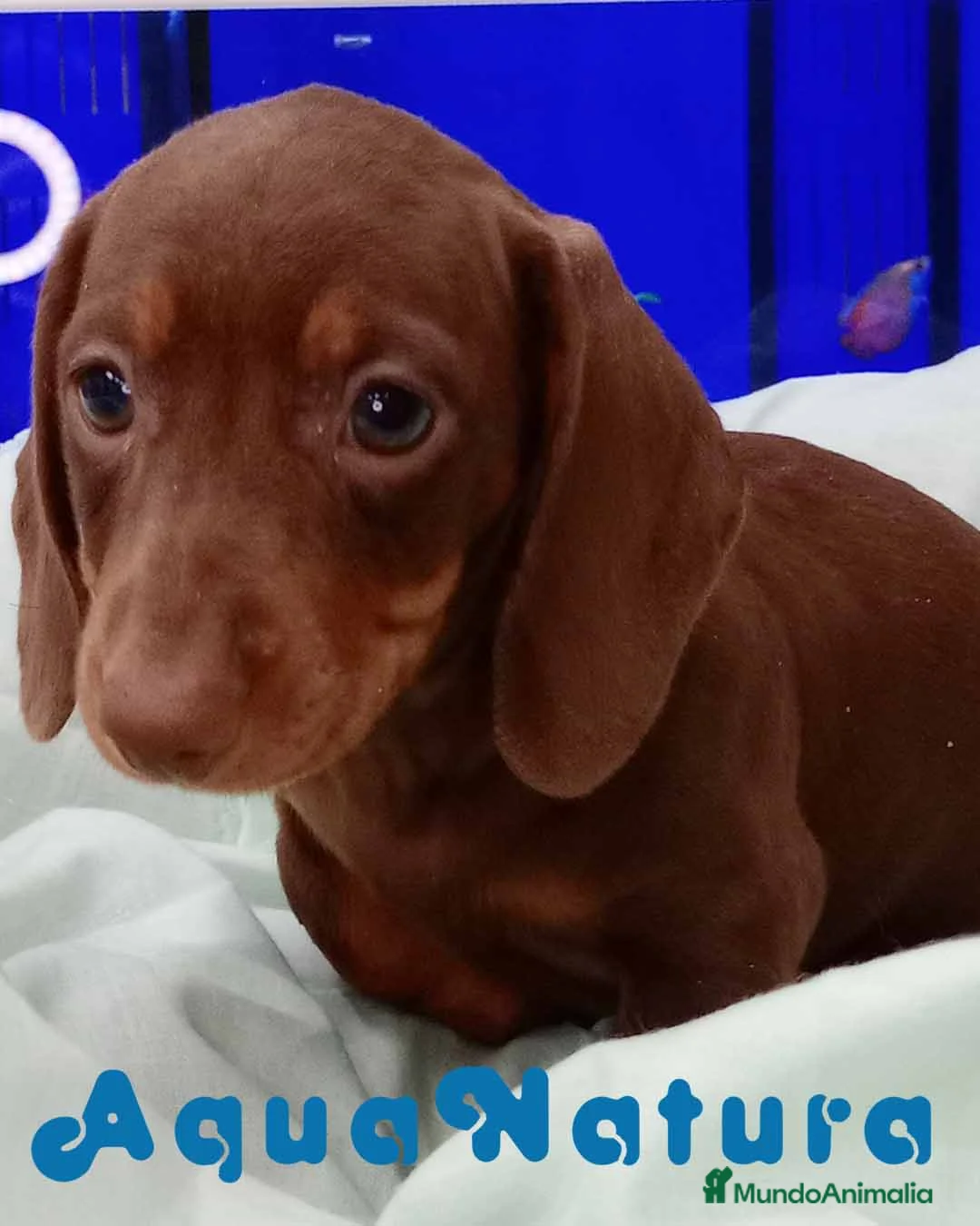 Teckel perros en venta: Teckel Hembra de Kily y Tilo 7009 - AQUANATURA en Barcelona - Anuncio 1