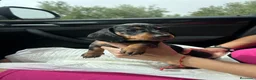 Teckel Miniatura perros en venta: teckel arlequin  - Anuncio 6