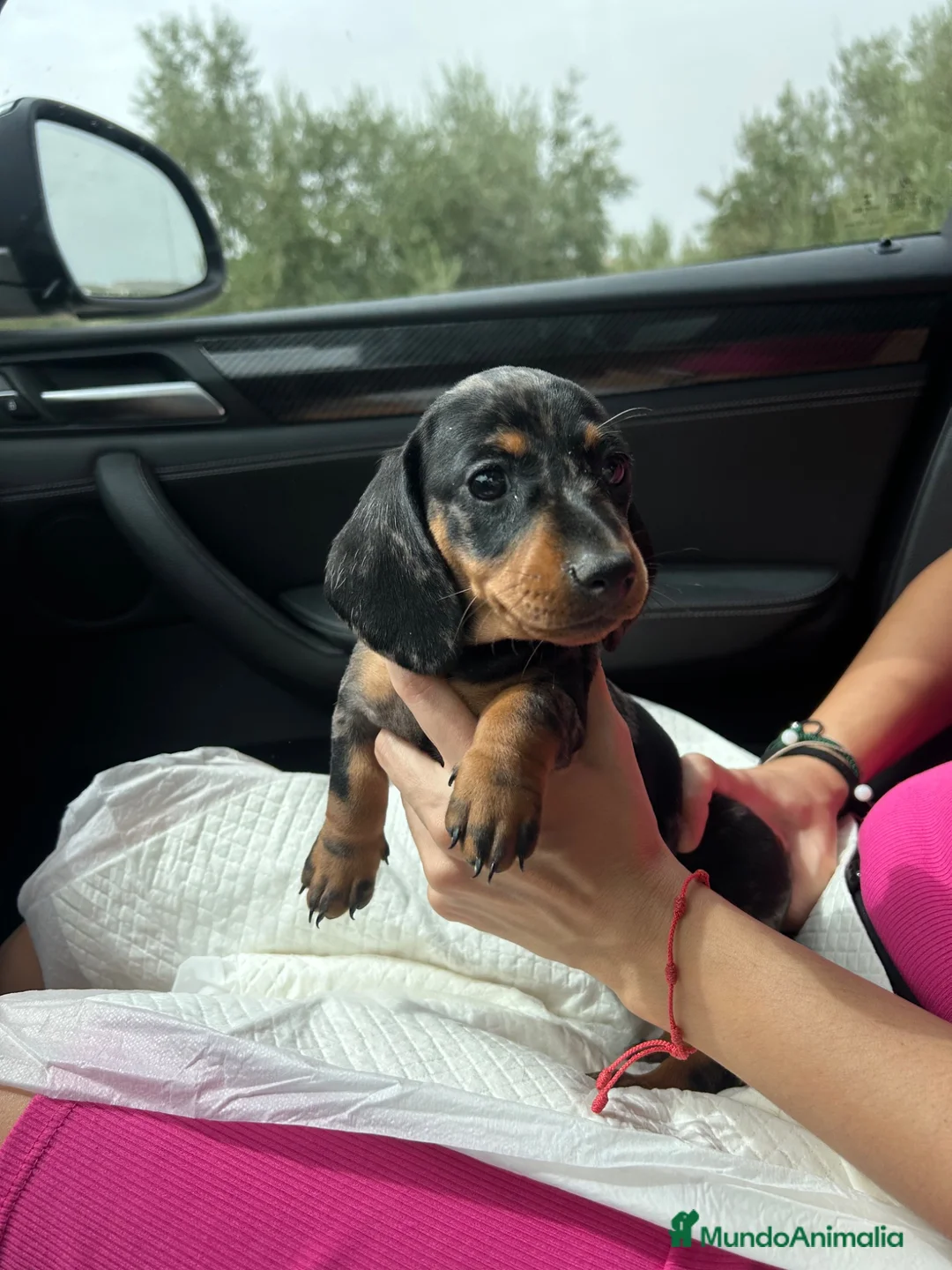 Teckel Miniatura perros en venta: teckel arlequin  - Anuncio 6