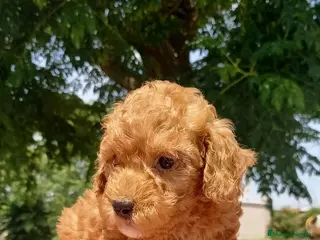 Caniche Toy perros caniche - Anuncio 2