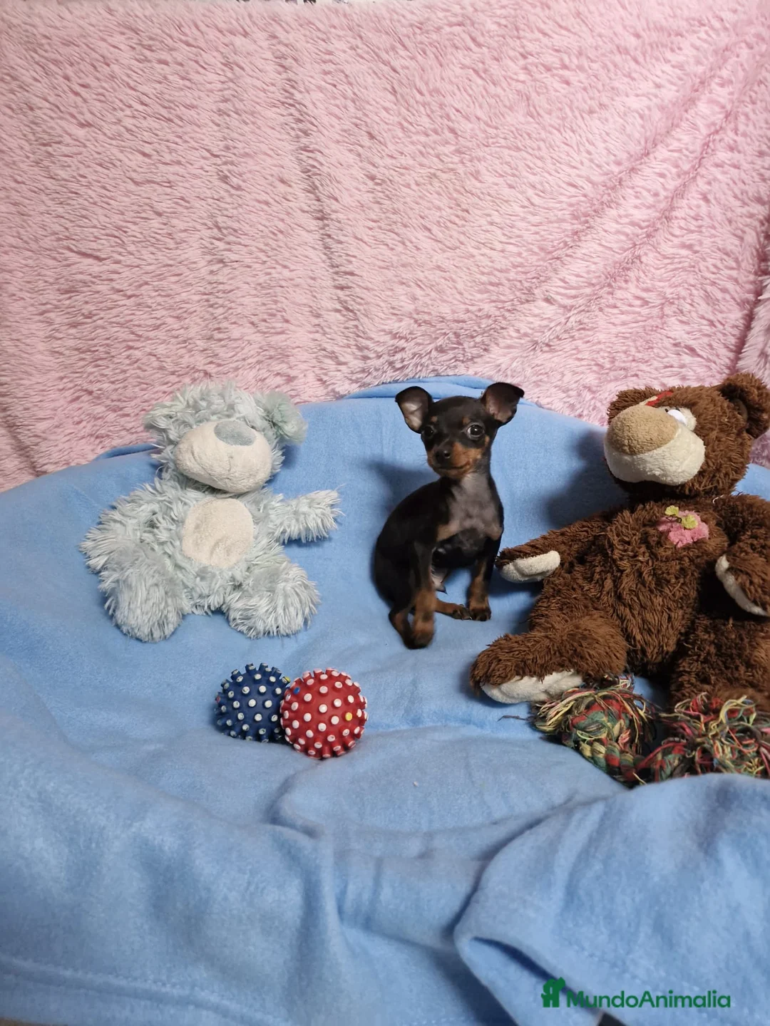 Ratón de Praga perros en venta: Ratón de Praga super mini en Barcelona - Anuncio 3