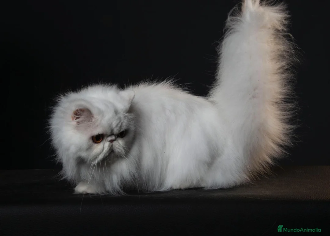 Persa gatos en venta: Persa hembra blanca - Anuncio 1