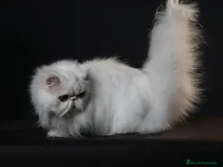 Persa gatos en venta: Persa hembra blanca - Anuncio 1