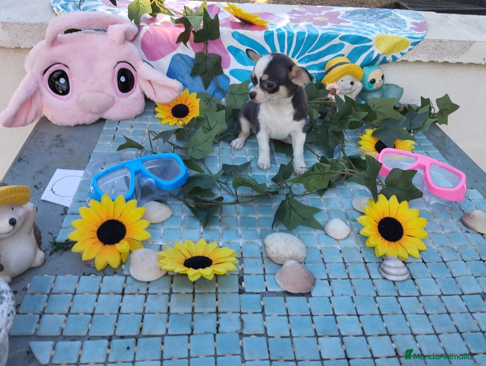 Chihuahua perros CHIHUAHUAS TOYS  - Anuncio 1