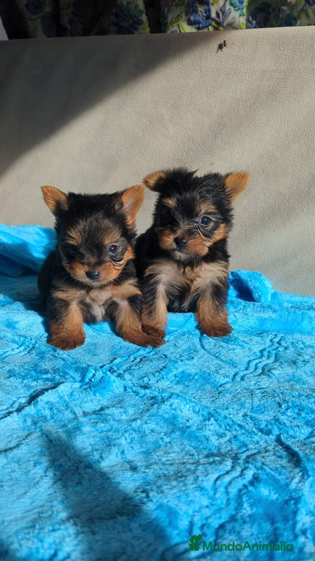 Yorkshire Terrier perros en venta: Yorshire. Toy - Anuncio 2