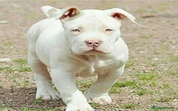 American Pit Bull Terrier perros en venta: AMERICAN PITBULL CRIADORES  631 67 03 85 - Imagen 5