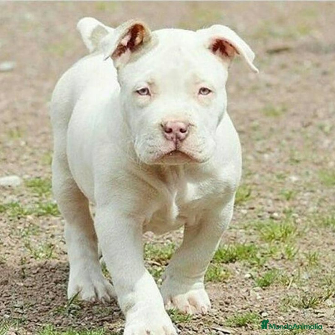 American Pit Bull Terrier perros en venta: AMERICAN PITBULL CRIADORES  631 67 03 85 - Imagen 5