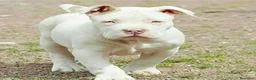 American Pit Bull Terrier perros en venta: AMERICAN PITBULL CRIADORES  631 67 03 85 - Anuncio 5
