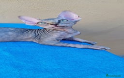 Sphynx gatos en venta: Hembrita tortuga tabby  - Imagen 3