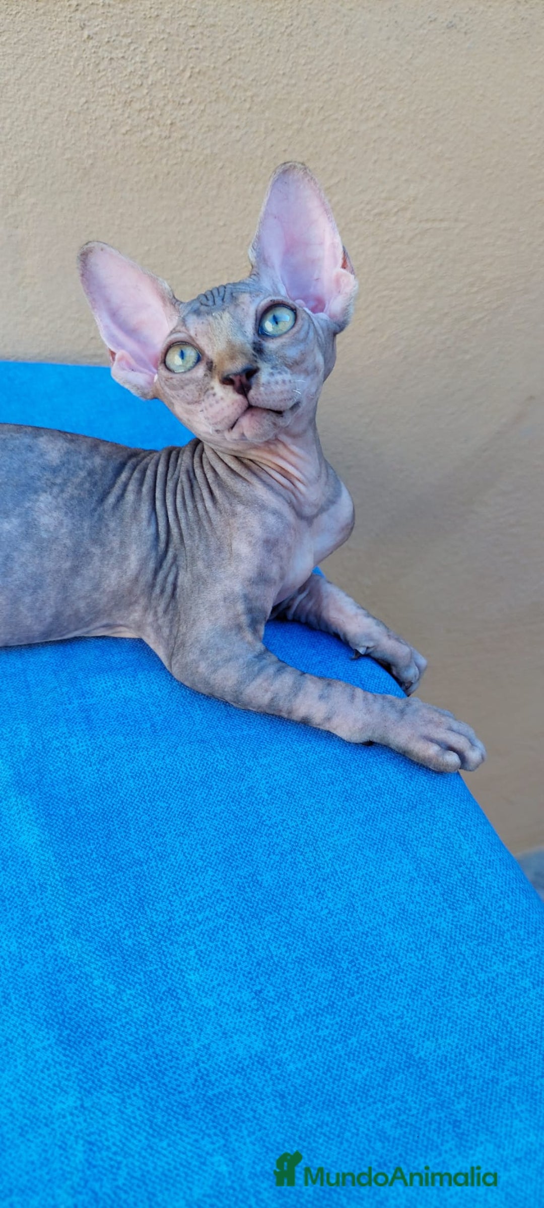 Sphynx gatos en venta: Hembrita tortuga tabby  - Imagen 3