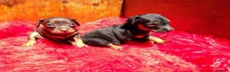 Pinscher Miniatura perros en venta: PINCHER MINI - ENVIO A DOMICILIO  - Anuncio 4