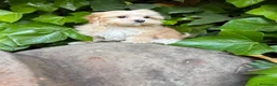 Maltipoo perros en venta: Maltipoo  - Anuncio 1