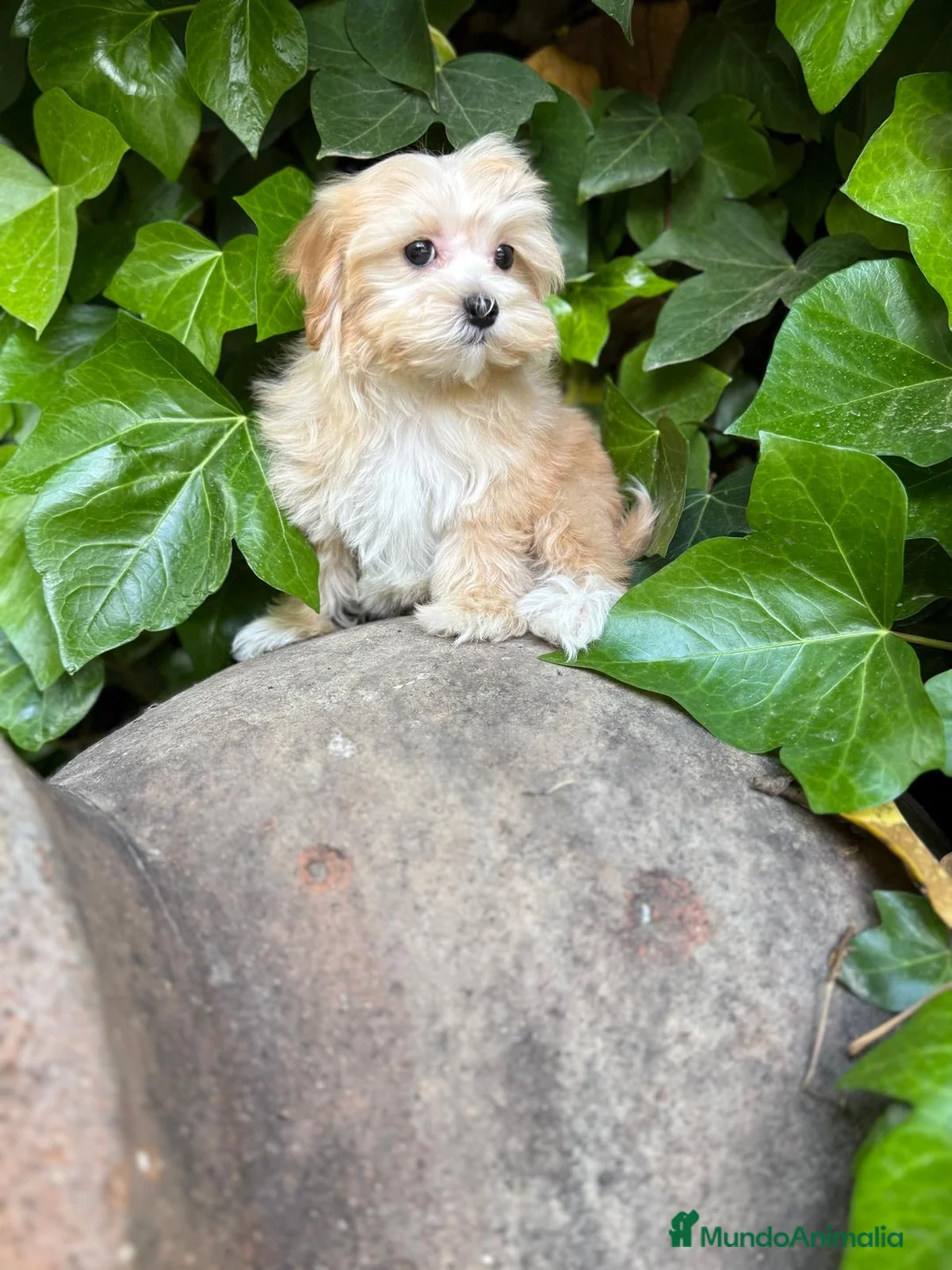 Maltipoo perros en venta: Maltipoo  - Anuncio 1