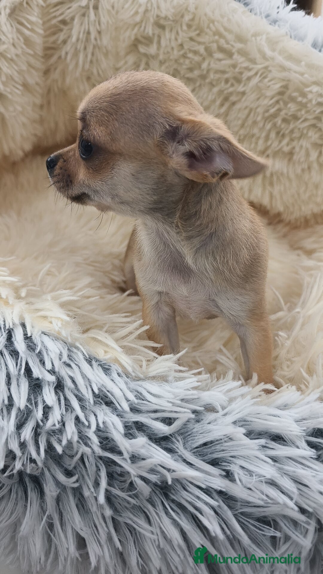 Chihuahua perros en venta: Chihuahua disponibles - Imagen 6
