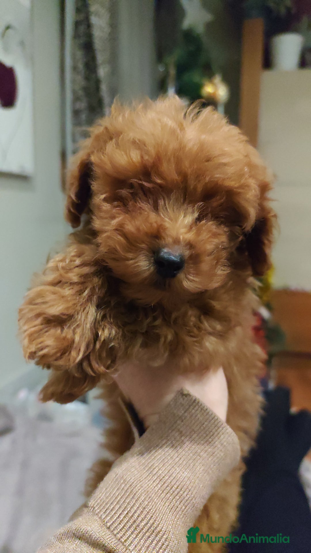 Caniche Toy perros en venta: Machos para entregar toy rojo - Anuncio 3