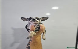 Chihuahua perros en venta: Increíbles chihuahuas toy merles - Imagen 4