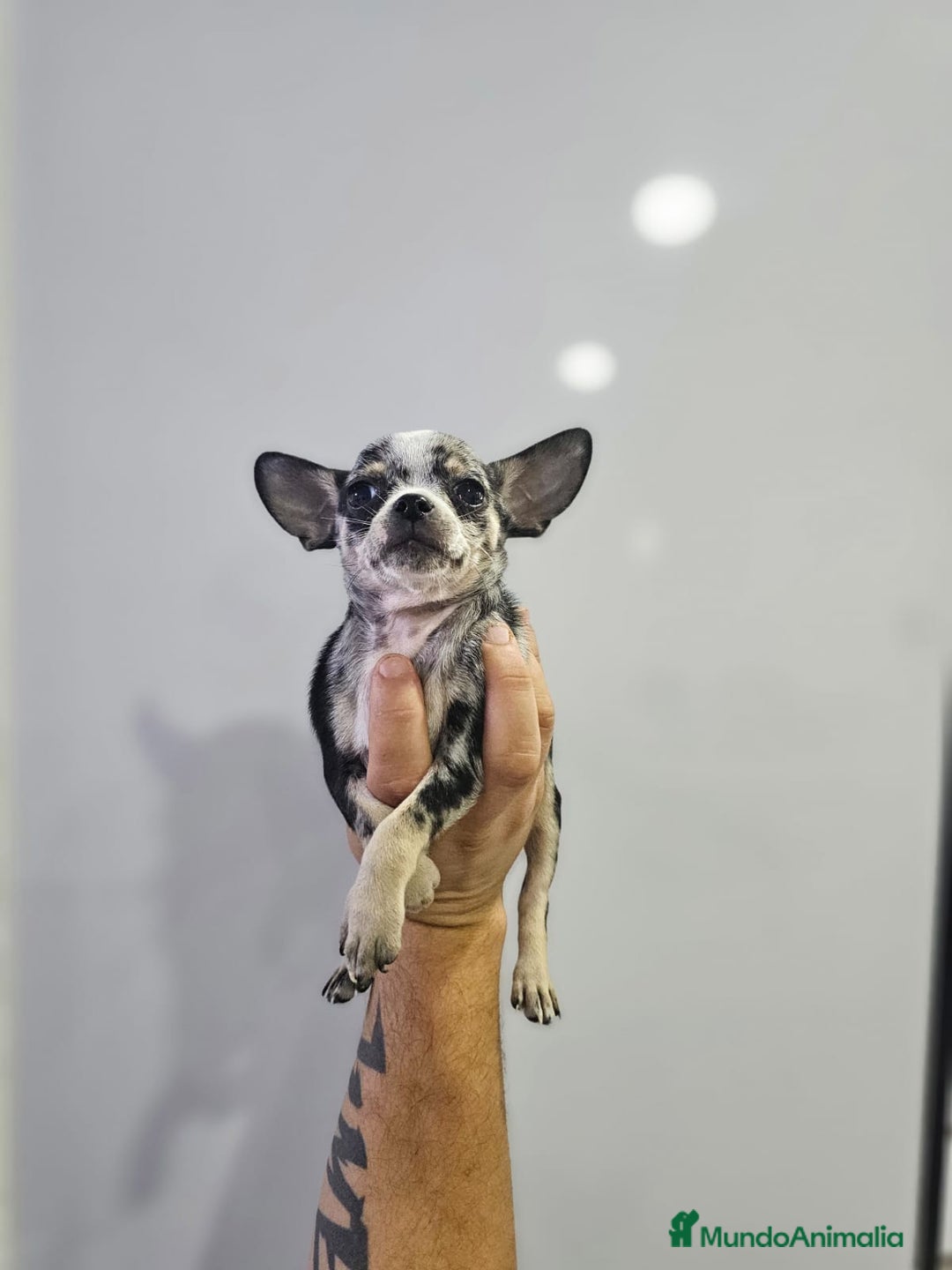 Chihuahua perros en venta: Increíbles chihuahuas toy merles - Imagen 4