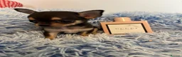 Chihuahua perros en venta: Chihuahuas minis - Anuncio 4