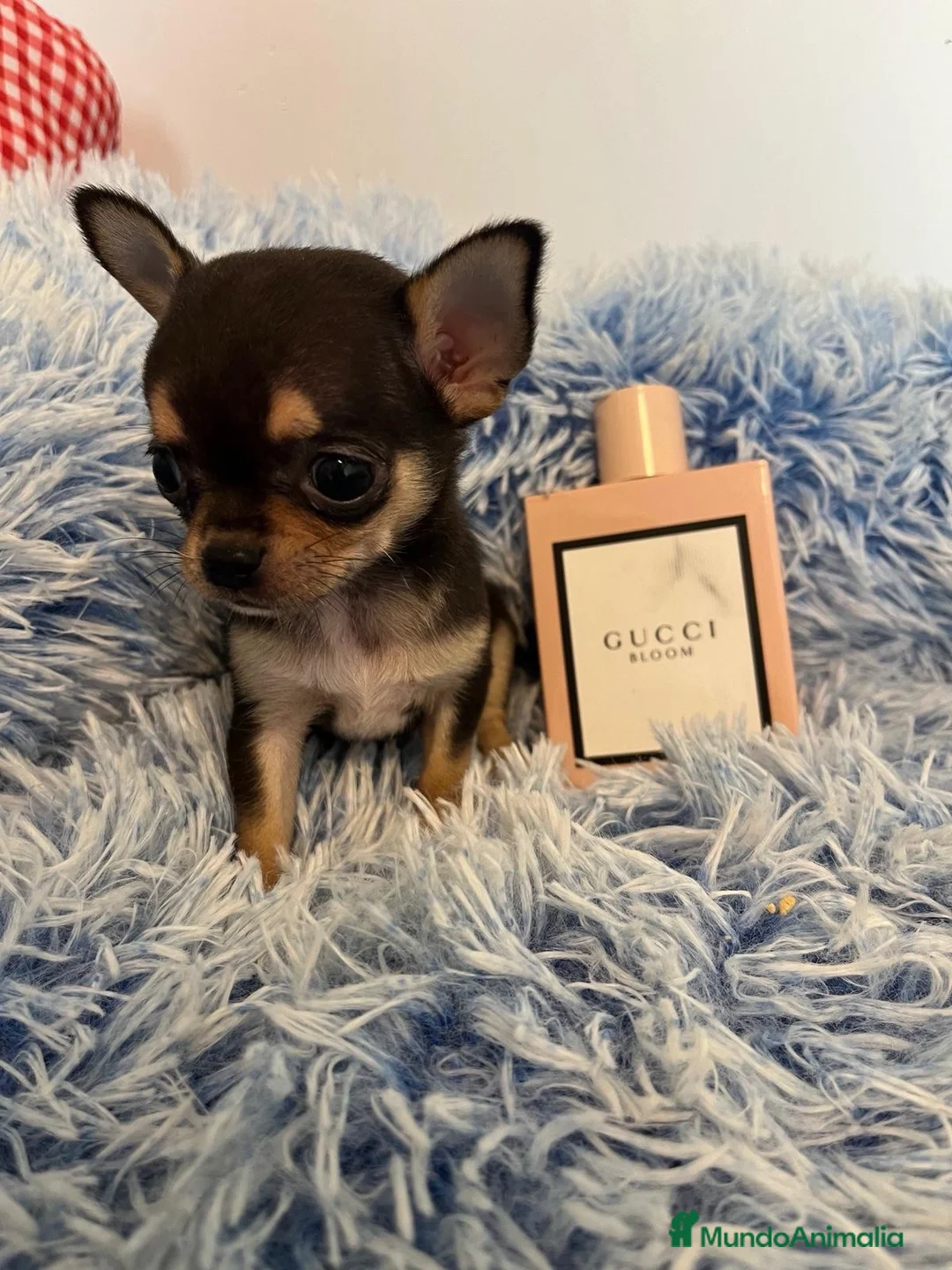 Chihuahua perros en venta: Chihuahuas minis - Anuncio 4