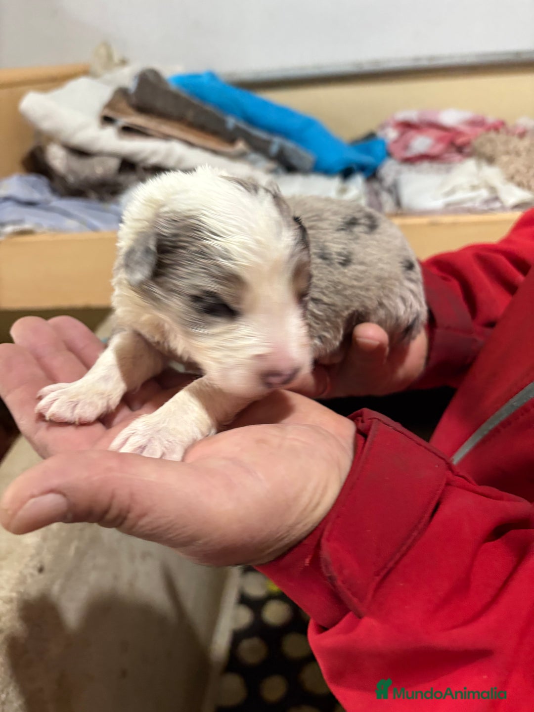 Border Collie perros en venta: Cachorros border collie machos y hembras varios  - Anuncio 27