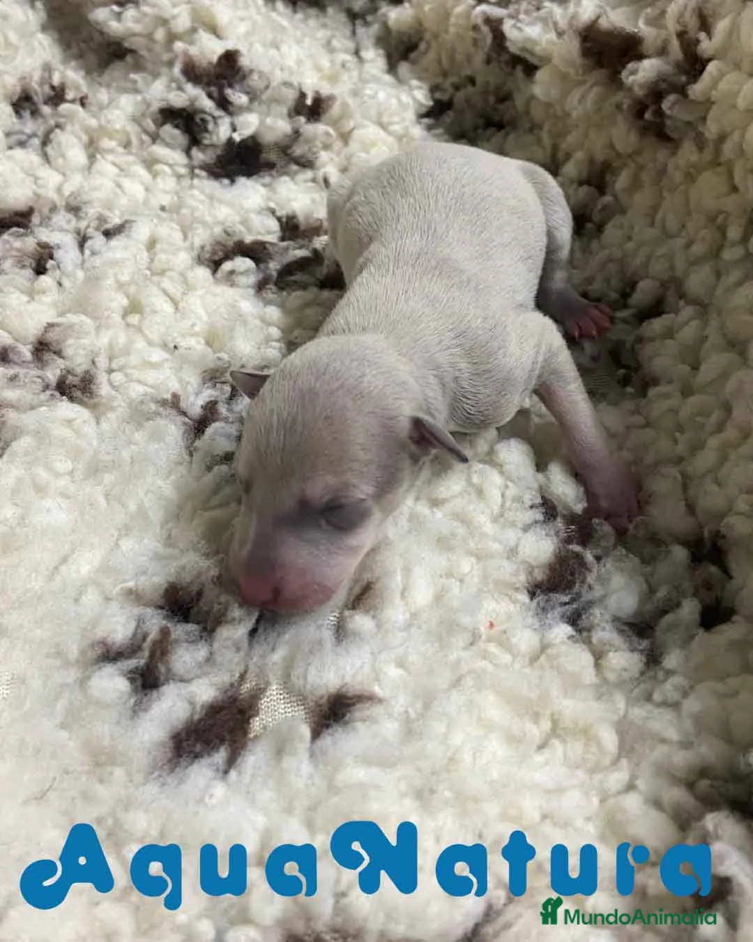 Pequeño Lebrel Italiano perros en venta:  Camada Lebrel Italiano de BN y Omega - AQUANATURA en Barcelona - Anuncio 2
